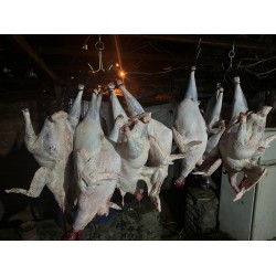 1/2 (yarım) HİNDİ ( Köyde yetişmiş, ort 3,5 kg  Temizlenmiş köy hindisi)